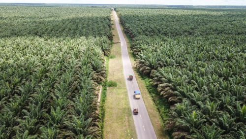 Nusron Wahid Tegaskan: Tak Ada Ampunan untuk Sawit Ilegal di Riau
