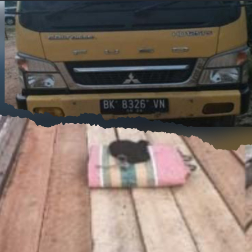 Benteng Hutan yang Dikhianati: Dugaan Oknum TNI Jadi Aktor Utama Illegal Logging di Siak Kecil, Kapolsek Pilih Bungkam