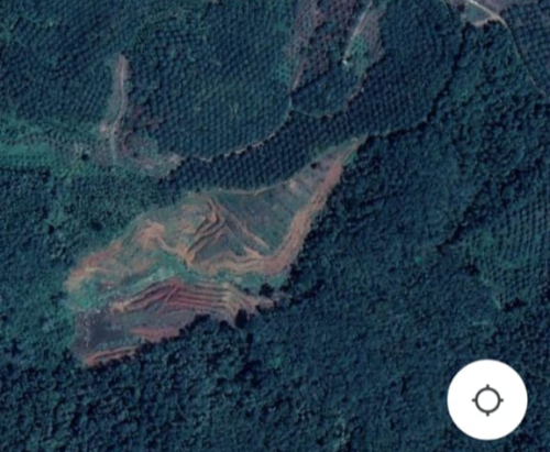 Mafia Perambah Hutan Beraksi di Kampar Kiri: 345 Hektare Lahan HPT Dikuasai, Diduga Libatkan Oknum Polisi dan Ninik Mamak