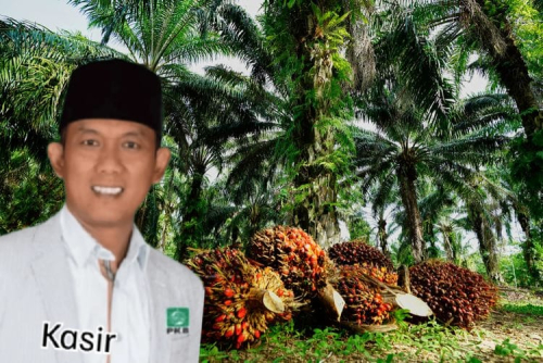 Terkuak! Kasir, Anggota DPRD Riau Diduga Kuasai Ratusan Hektare HPT di Kuansing
