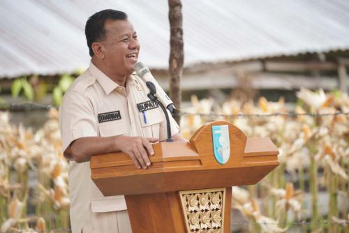 Panen Raya Jagung Pipil, Bupati Suhardiman Amby Tegaskan Kuansing Siap Jadi Penopang Pangan Riau