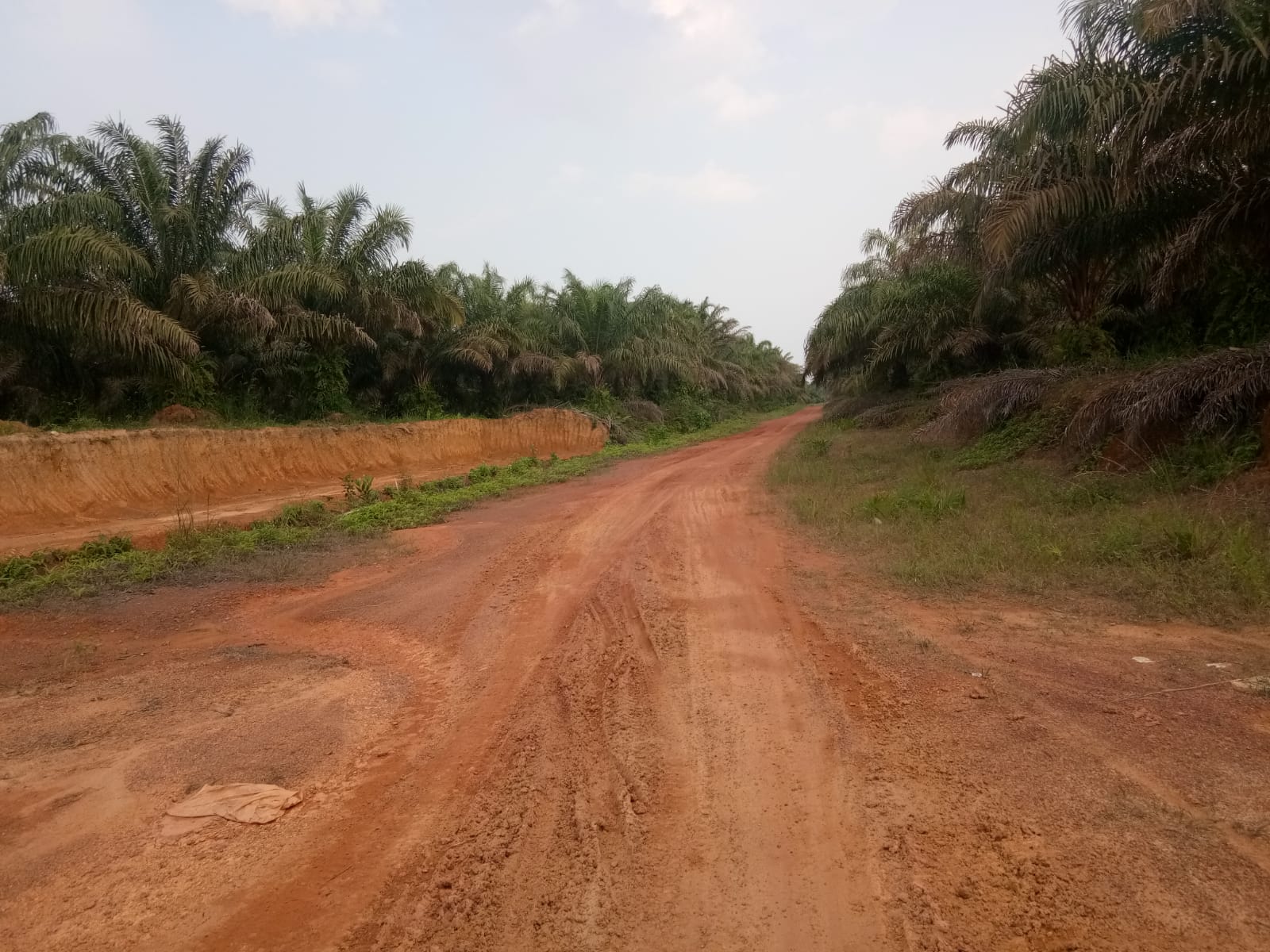 Ratusan Hektar  kebun Sawit Ilegal  di Kampar Kiri di duga Milik oknum Bogan.