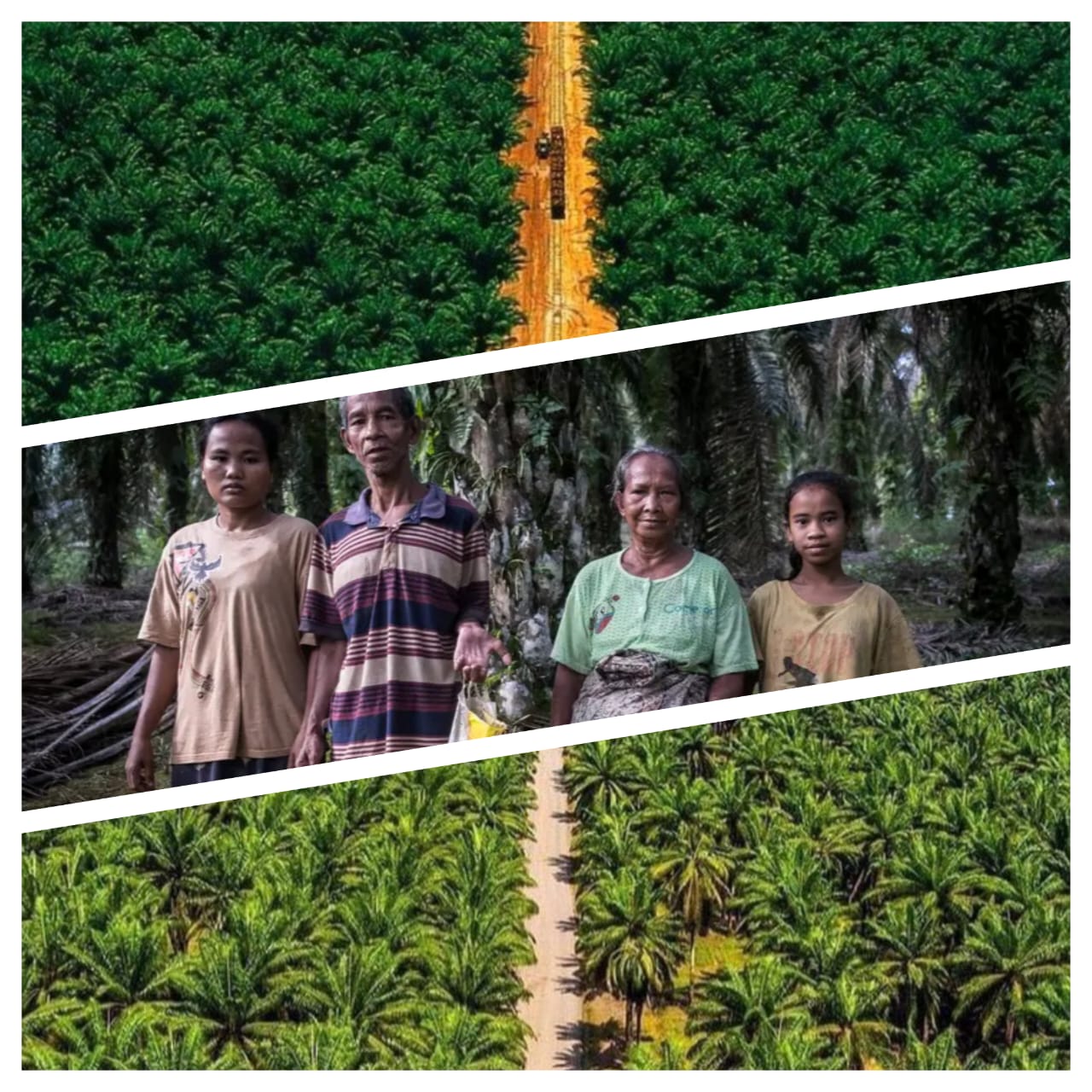 Skandal Besar Sawit Riau: 128 Perusahaan Beroperasi Tanpa HGU, 746 Ribu Hektare Lahan Tak Berizin