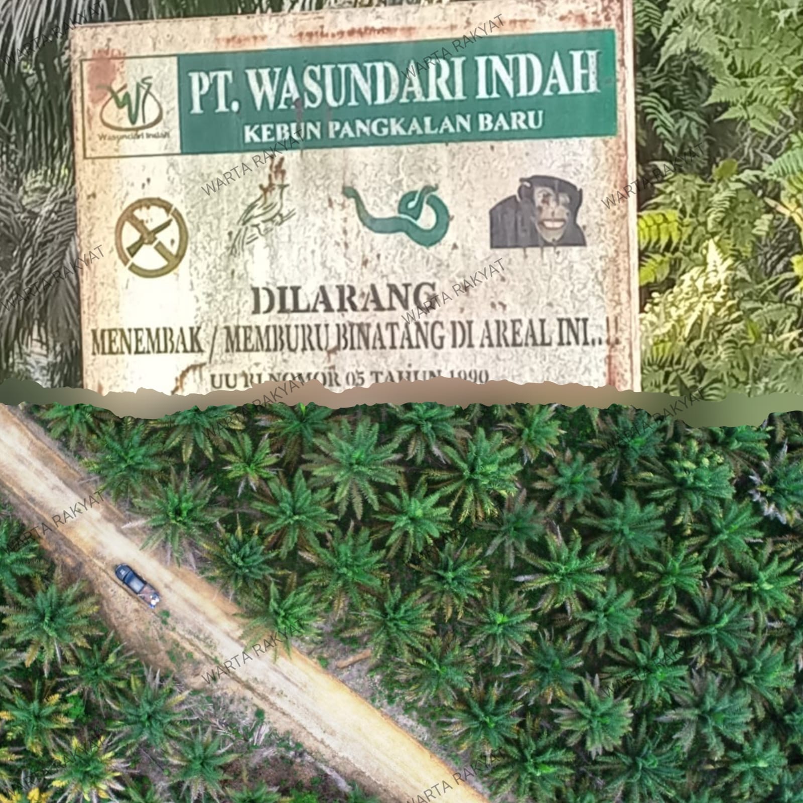 Menyeruak di Tengah Hutan: Jejak Kelapa Sawit PT. Wasundari Indah dalam Kawasan Hutan Tanpa Izin, Satgas PKH Diminta Segel Lokasi