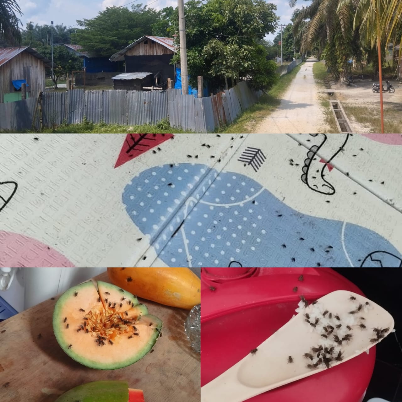 Warga Lubuk Sakat Diserbu Lalat, Kesehatan Terancam: Dewan Angkat Bicara, Regulasi Lingkungan Diabaikan?