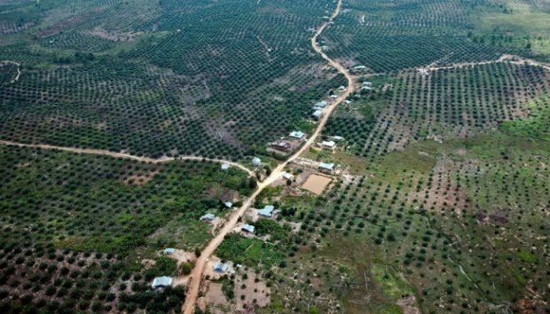 Satgas PKH Turun Gunung: Operasi Besar Bongkar Perampokan Hutan Tesso Nilo