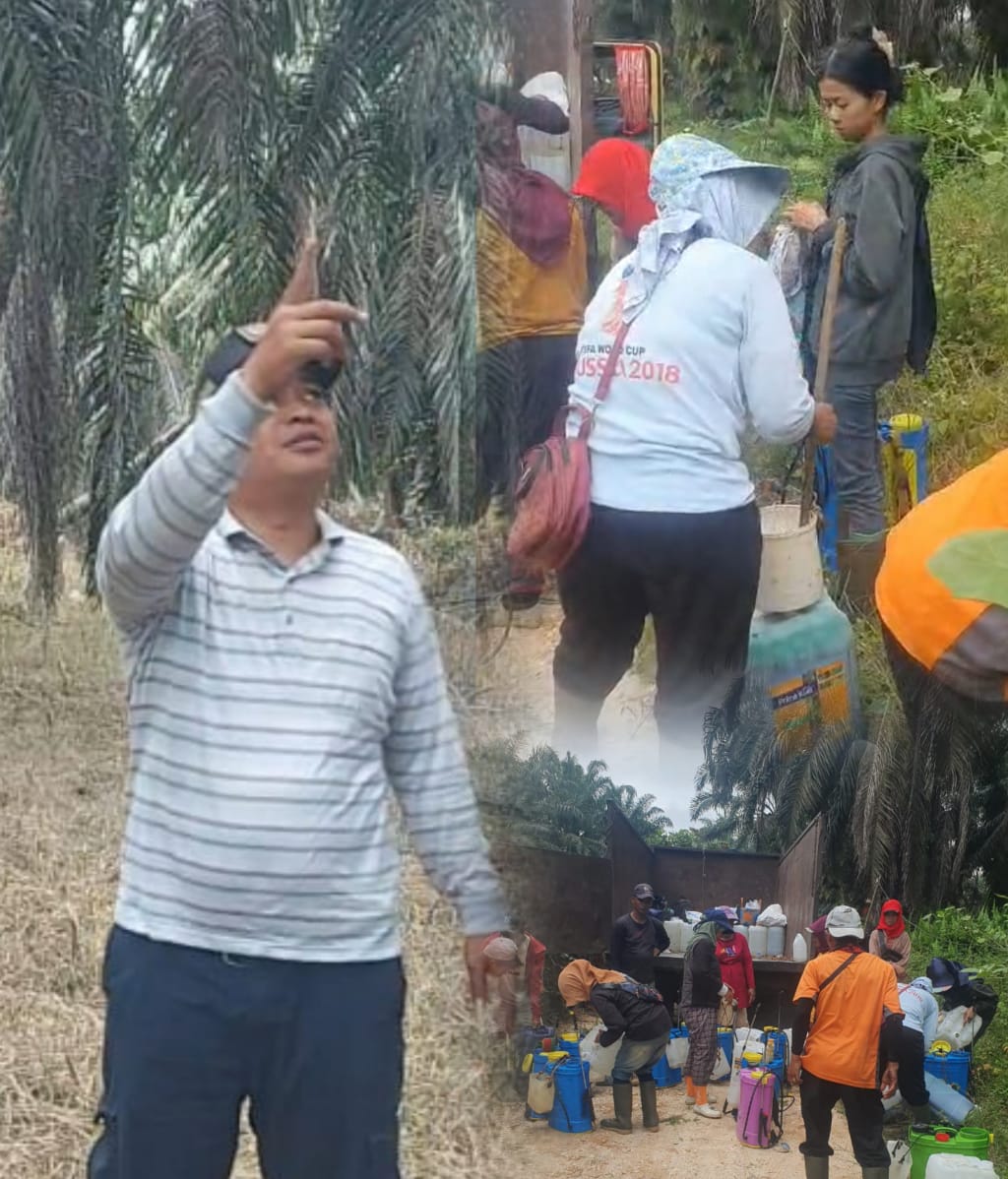 Disita Negara, Dirawat Serius: Kebun 1.070 Hektare Eks Jimmy Resmi Dikelola KSO Kampar Jaya Bersama