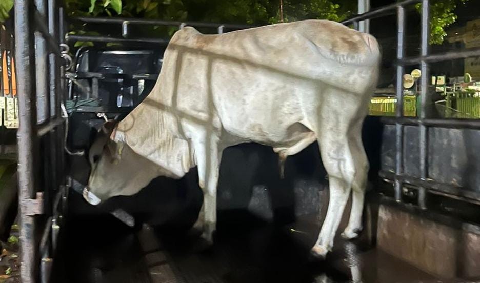 HMI Lafran Pane Kampar dan KAHMI Gelar Qurban dan Makan Bersama, Rudi Cahyadi: Ini Momentum Memperkuat Silaturahmi
