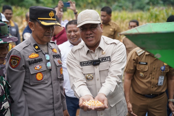 Panen Raya Jagung Pipil Warnai Desa Pasarbaru Pangean, Bupati Suhardiman: Bukti Kemandirian Pangan Kuansing