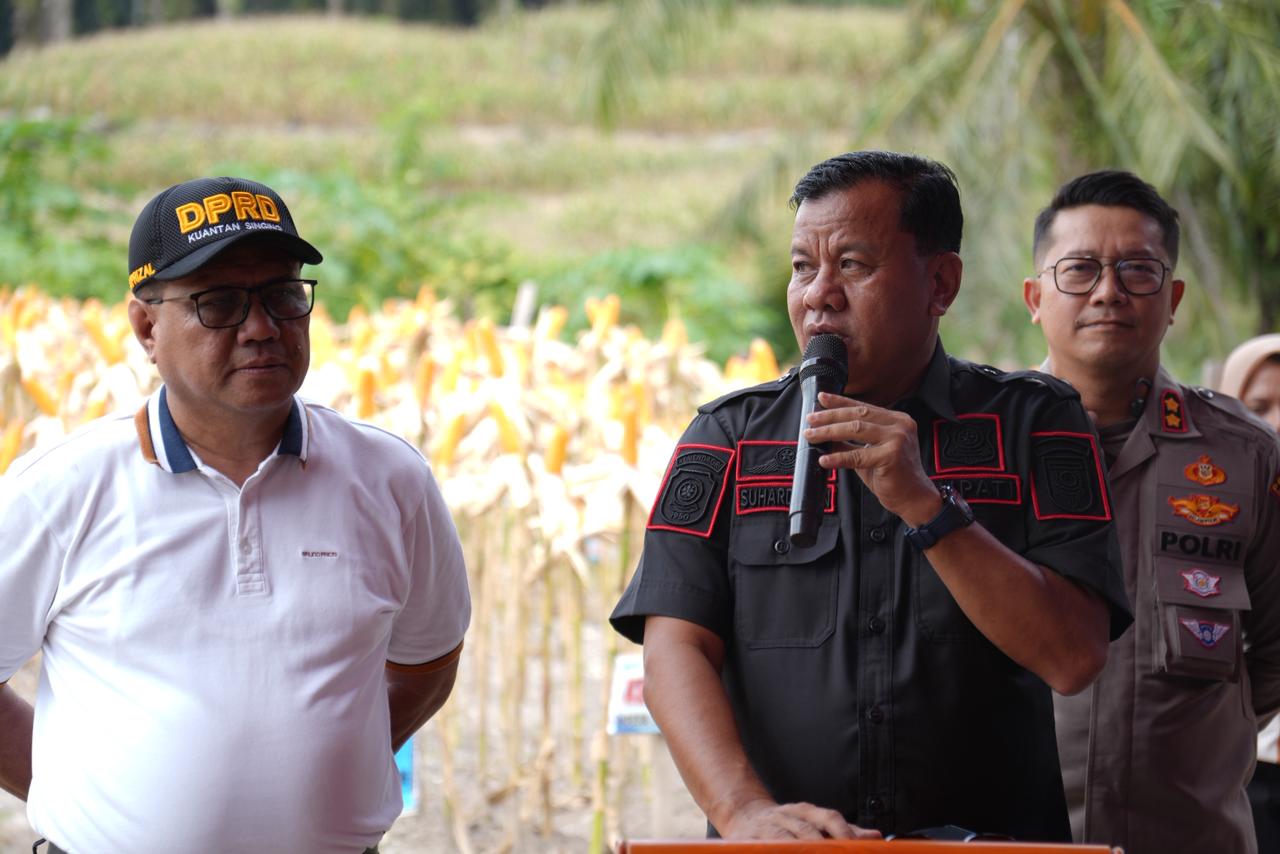 Panen Raya Jagung Pipil di Desa Sungai Sirih, Bupati Suhardiman: Salah Satu Hasil Terbaik