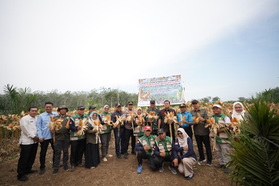 Bupati Suhardiman Panen Raya Jagung Pipil: Wujud Nyata Dukung Program Ketahanan Pangan Nasional