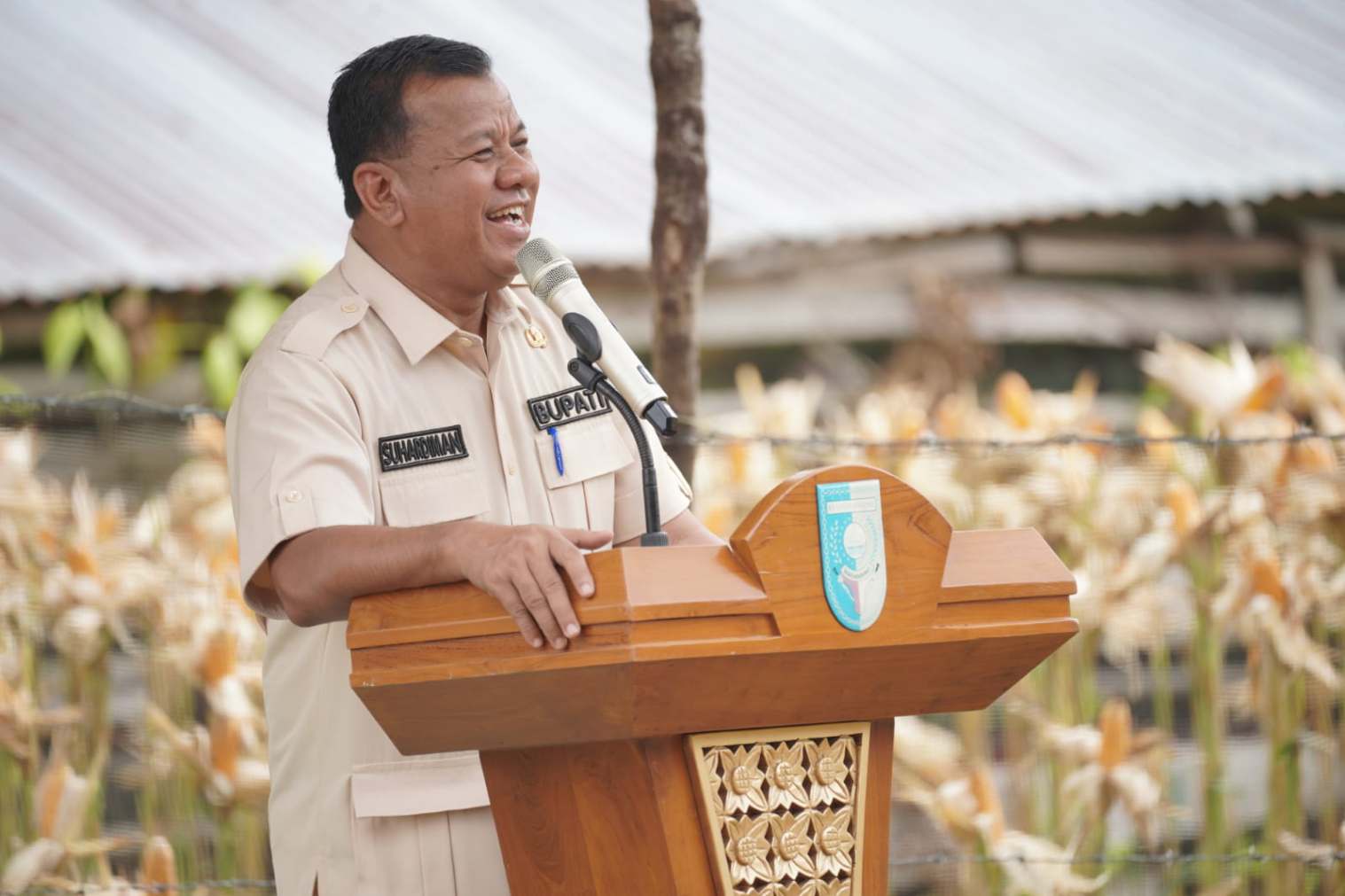 Panen Raya Jagung Pipil, Bupati Suhardiman Amby Tegaskan Kuansing Siap Jadi Penopang Pangan Riau